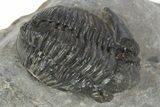 Detailed Gerastos Trilobite Fossil - Morocco #345151-1